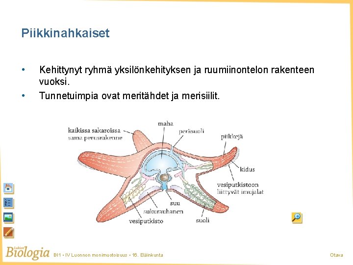 Piikkinahkaiset • • Kehittynyt ryhmä yksilönkehityksen ja ruumiinontelon rakenteen vuoksi. Tunnetuimpia ovat meritähdet ja Piikkinahkaiset • • Kehittynyt ryhmä yksilönkehityksen ja ruumiinontelon rakenteen vuoksi. Tunnetuimpia ovat meritähdet ja