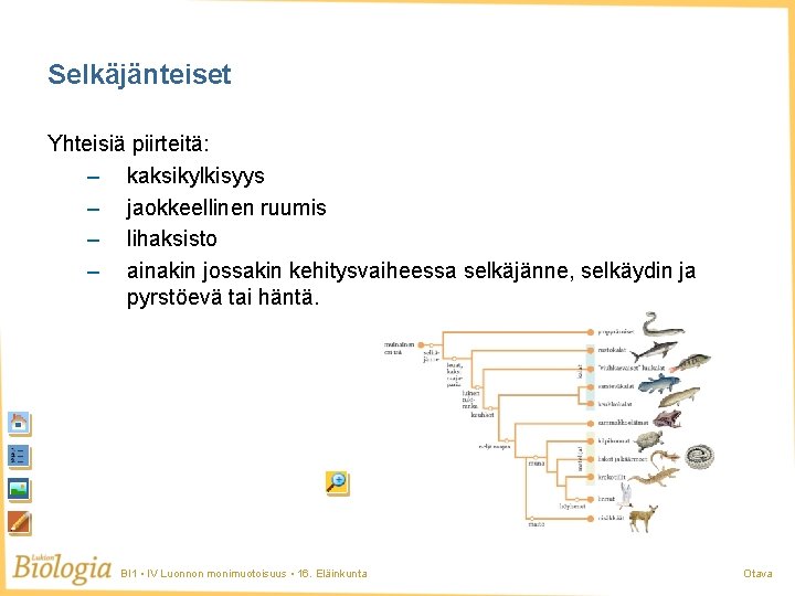 Selkäjänteiset Yhteisiä piirteitä: – kaksikylkisyys – jaokkeellinen ruumis – lihaksisto – ainakin jossakin kehitysvaiheessa Selkäjänteiset Yhteisiä piirteitä: – kaksikylkisyys – jaokkeellinen ruumis – lihaksisto – ainakin jossakin kehitysvaiheessa