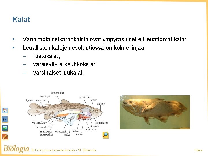 Kalat • • Vanhimpia selkärankaisia ovat ympyräsuiset eli leuattomat kalat Leuallisten kalojen evoluutiossa on Kalat • • Vanhimpia selkärankaisia ovat ympyräsuiset eli leuattomat kalat Leuallisten kalojen evoluutiossa on
