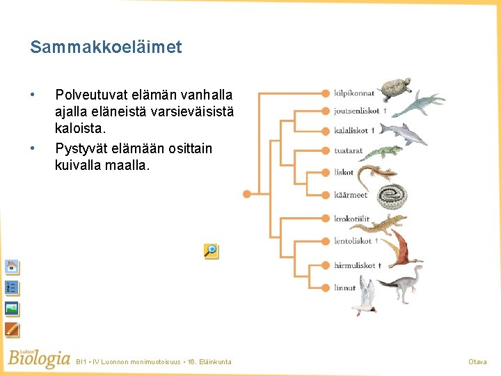 Sammakkoeläimet • • Polveutuvat elämän vanhalla ajalla eläneistä varsieväisistä kaloista. Pystyvät elämään osittain kuivalla Sammakkoeläimet • • Polveutuvat elämän vanhalla ajalla eläneistä varsieväisistä kaloista. Pystyvät elämään osittain kuivalla