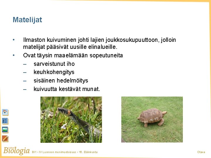 Matelijat • • Ilmaston kuivuminen johti lajien joukkosukupuuttoon, jolloin matelijat pääsivät uusille elinalueille. Ovat Matelijat • • Ilmaston kuivuminen johti lajien joukkosukupuuttoon, jolloin matelijat pääsivät uusille elinalueille. Ovat