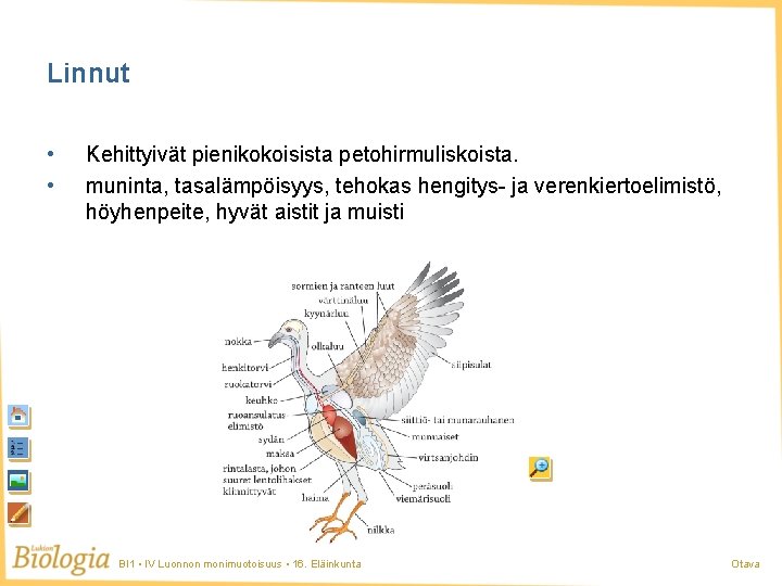 Linnut • • Kehittyivät pienikokoisista petohirmuliskoista. muninta, tasalämpöisyys, tehokas hengitys- ja verenkiertoelimistö, höyhenpeite, hyvät Linnut • • Kehittyivät pienikokoisista petohirmuliskoista. muninta, tasalämpöisyys, tehokas hengitys- ja verenkiertoelimistö, höyhenpeite, hyvät