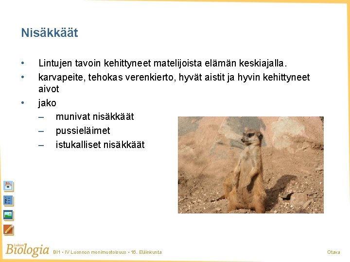Nisäkkäät • • • Lintujen tavoin kehittyneet matelijoista elämän keskiajalla. karvapeite, tehokas verenkierto, hyvät Nisäkkäät • • • Lintujen tavoin kehittyneet matelijoista elämän keskiajalla. karvapeite, tehokas verenkierto, hyvät