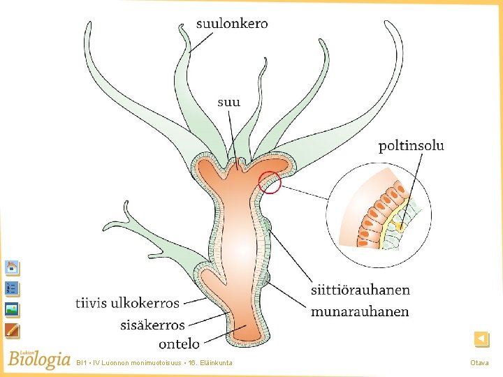 Polttiaiseläin BI 1 • IV Luonnon monimuotoisuus • 16. Eläinkunta Otava Polttiaiseläin BI 1 • IV Luonnon monimuotoisuus • 16. Eläinkunta Otava