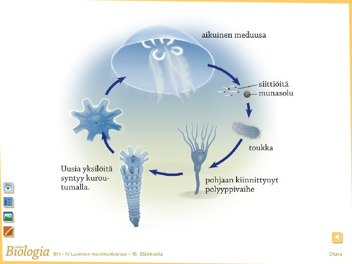 Meduusa BI 1 • IV Luonnon monimuotoisuus • 16. Eläinkunta Otava Meduusa BI 1 • IV Luonnon monimuotoisuus • 16. Eläinkunta Otava