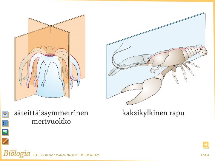 Merivuokko BI 1 • IV Luonnon monimuotoisuus • 16. Eläinkunta Otava Merivuokko BI 1 • IV Luonnon monimuotoisuus • 16. Eläinkunta Otava