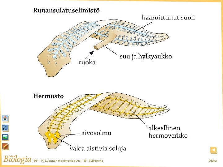 Laakamato BI 1 • IV Luonnon monimuotoisuus • 16. Eläinkunta Otava Laakamato BI 1 • IV Luonnon monimuotoisuus • 16. Eläinkunta Otava