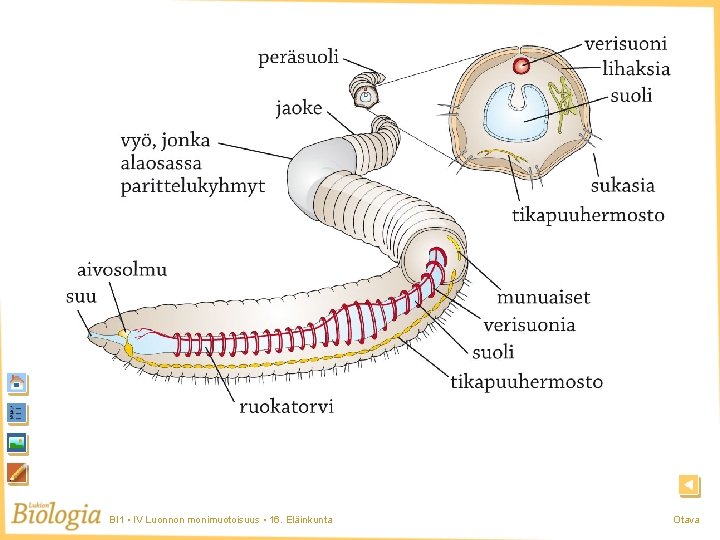 Nivelmato BI 1 • IV Luonnon monimuotoisuus • 16. Eläinkunta Otava Nivelmato BI 1 • IV Luonnon monimuotoisuus • 16. Eläinkunta Otava