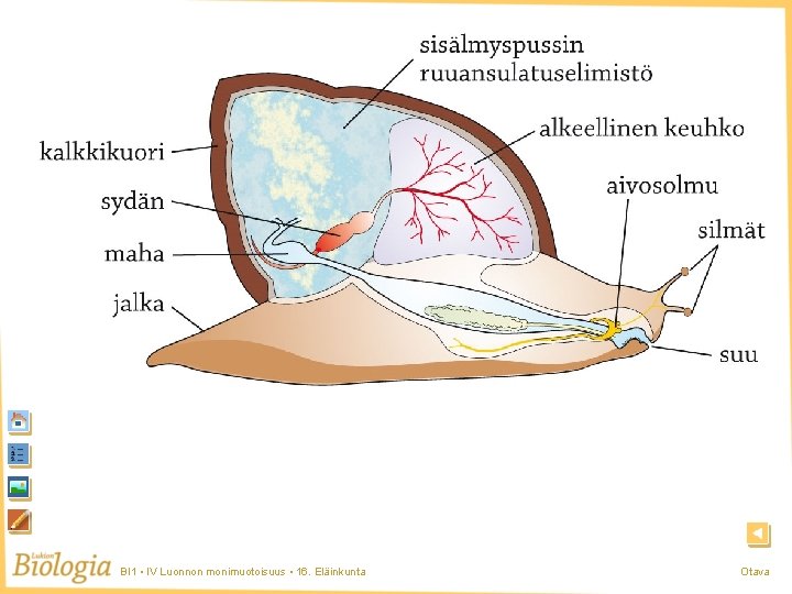 Nilviäinen BI 1 • IV Luonnon monimuotoisuus • 16. Eläinkunta Otava Nilviäinen BI 1 • IV Luonnon monimuotoisuus • 16. Eläinkunta Otava
