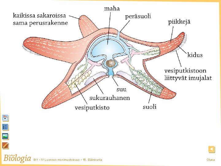Meritähti BI 1 • IV Luonnon monimuotoisuus • 16. Eläinkunta Otava Meritähti BI 1 • IV Luonnon monimuotoisuus • 16. Eläinkunta Otava