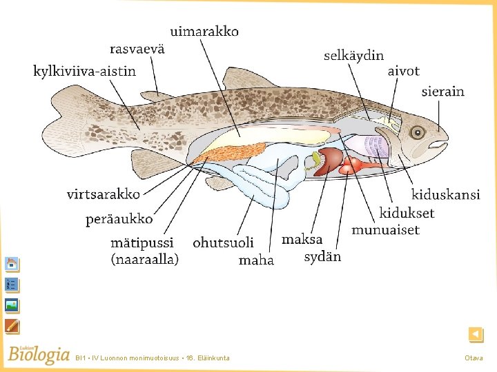 Kala 1 BI 1 • IV Luonnon monimuotoisuus • 16. Eläinkunta Otava Kala 1 BI 1 • IV Luonnon monimuotoisuus • 16. Eläinkunta Otava