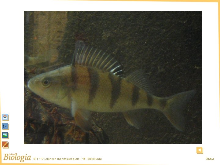 Kala 2 BI 1 • IV Luonnon monimuotoisuus • 16. Eläinkunta Otava Kala 2 BI 1 • IV Luonnon monimuotoisuus • 16. Eläinkunta Otava