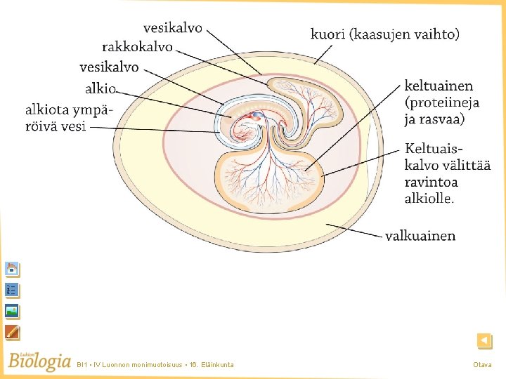 Muna BI 1 • IV Luonnon monimuotoisuus • 16. Eläinkunta Otava Muna BI 1 • IV Luonnon monimuotoisuus • 16. Eläinkunta Otava