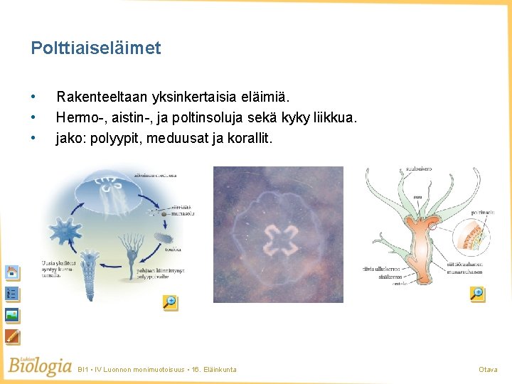 Polttiaiseläimet • • • Rakenteeltaan yksinkertaisia eläimiä. Hermo-, aistin-, ja poltinsoluja sekä kyky liikkua. Polttiaiseläimet • • • Rakenteeltaan yksinkertaisia eläimiä. Hermo-, aistin-, ja poltinsoluja sekä kyky liikkua.