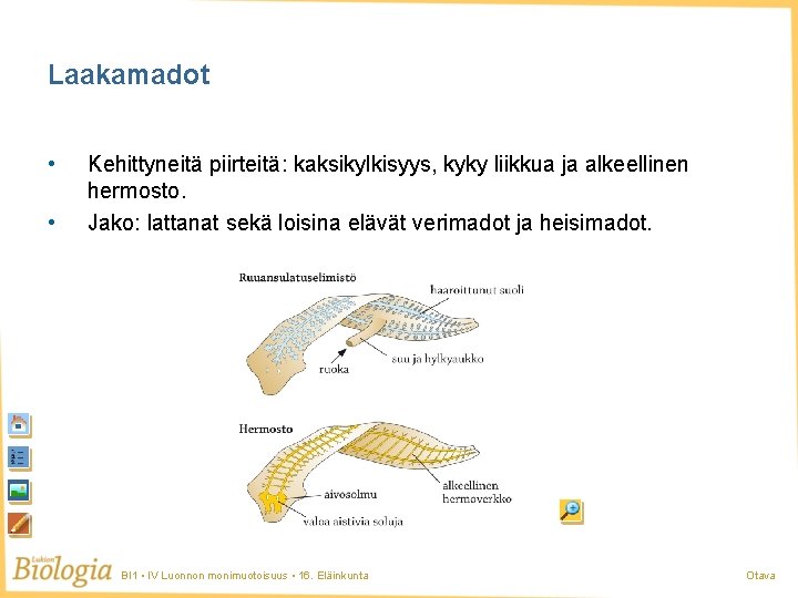 Laakamadot • • Kehittyneitä piirteitä: kaksikylkisyys, kyky liikkua ja alkeellinen hermosto. Jako: lattanat sekä Laakamadot • • Kehittyneitä piirteitä: kaksikylkisyys, kyky liikkua ja alkeellinen hermosto. Jako: lattanat sekä