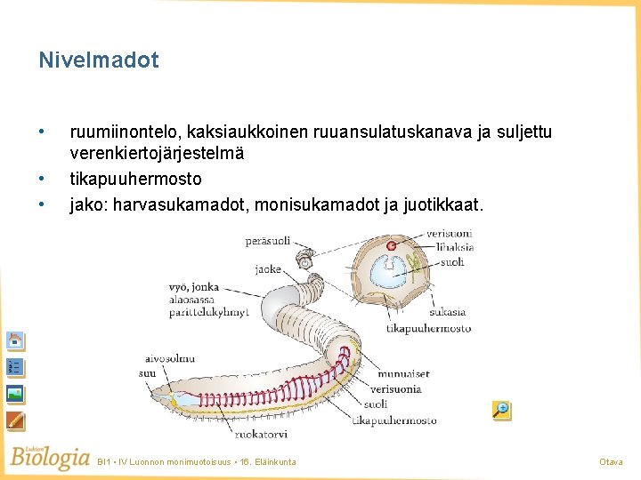 Nivelmadot • • • ruumiinontelo, kaksiaukkoinen ruuansulatuskanava ja suljettu verenkiertojärjestelmä tikapuuhermosto jako: harvasukamadot, monisukamadot Nivelmadot • • • ruumiinontelo, kaksiaukkoinen ruuansulatuskanava ja suljettu verenkiertojärjestelmä tikapuuhermosto jako: harvasukamadot, monisukamadot
