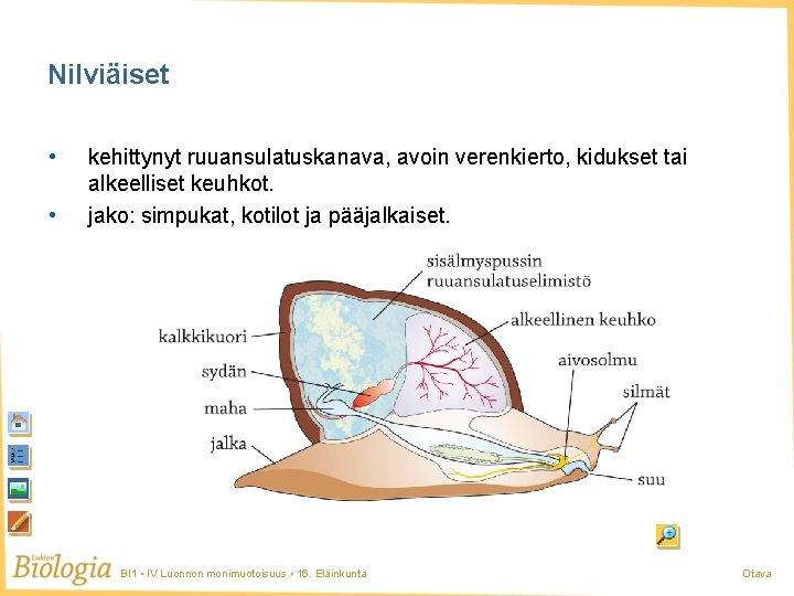 Nilviäiset • • kehittynyt ruuansulatuskanava, avoin verenkierto, kidukset tai alkeelliset keuhkot. jako: simpukat, kotilot Nilviäiset • • kehittynyt ruuansulatuskanava, avoin verenkierto, kidukset tai alkeelliset keuhkot. jako: simpukat, kotilot