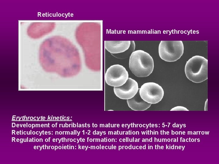 Reticulocyte Mature mammalian erythrocytes Erythrocyte kinetics: Development of rubriblasts to mature erythrocytes: 5 -7