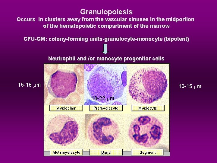 Granulopoiesis Occurs in clusters away from the vascular sinuses in the midportion of the