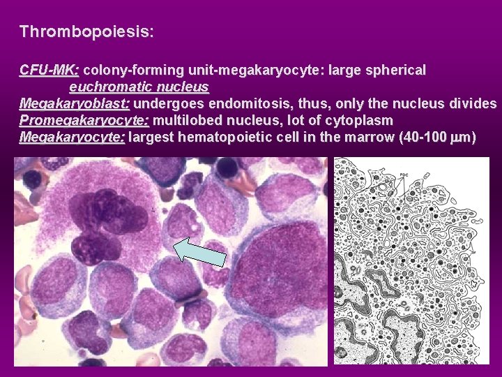 Thrombopoiesis: CFU-MK: colony-forming unit-megakaryocyte: large spherical euchromatic nucleus Megakaryoblast: undergoes endomitosis, thus, only the