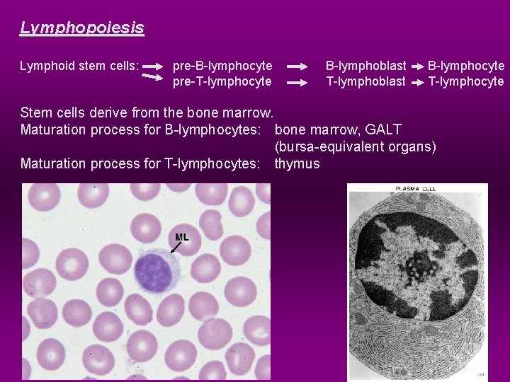 Lymphopoiesis Lymphoid stem cells: pre-B-lymphocyte pre-T-lymphocyte B-lymphoblast T-lymphoblast B-lymphocyte T-lymphocyte Stem cells derive from