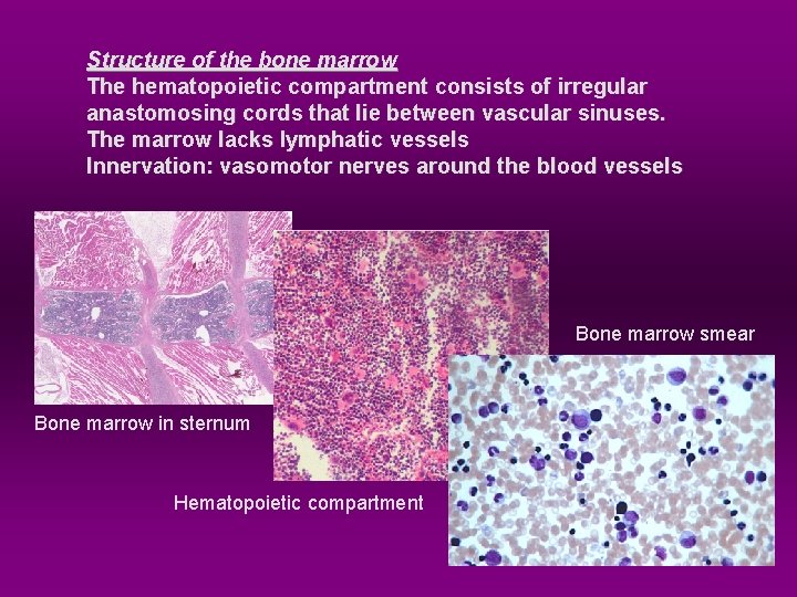 Structure of the bone marrow The hematopoietic compartment consists of irregular anastomosing cords that