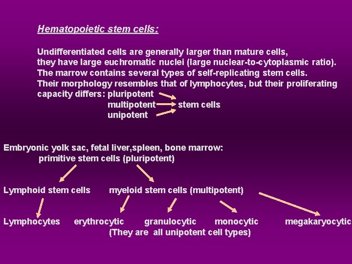 Hematopoietic stem cells: Undifferentiated cells are generally larger than mature cells, they have large