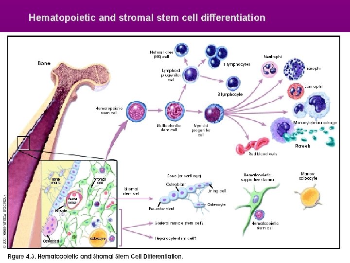 Hematopoietic and stromal stem cell differentiation 