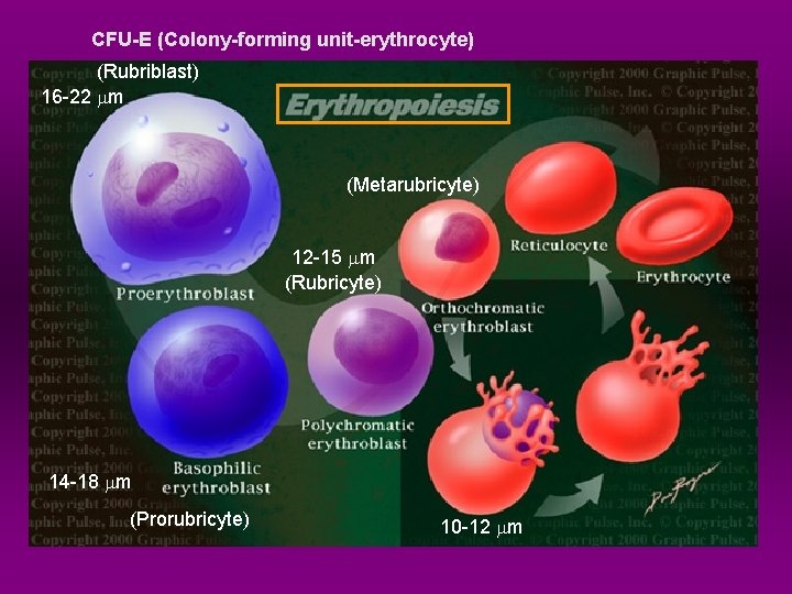 CFU-E (Colony-forming unit-erythrocyte) (Rubriblast) 16 -22 mm (Metarubricyte) 12 -15 mm (Rubricyte) 14 -18
