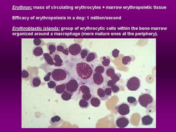 Erythron: mass of circulating erythrocytes + marrow erythropoietic tissue Efficacy of erythropoiesis in a