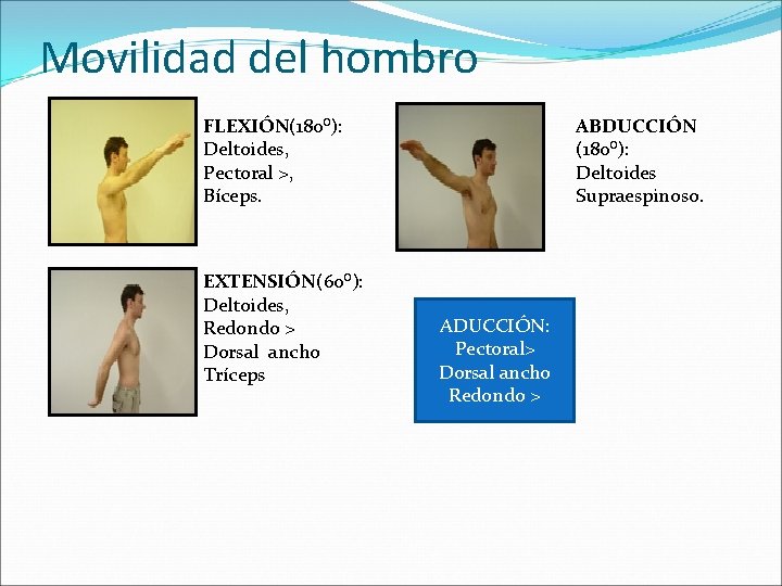 Movilidad del hombro FLEXIÓN(180⁰): Deltoides, Pectoral >, Bíceps. EXTENSIÓN(60⁰): Deltoides, Redondo > Dorsal ancho