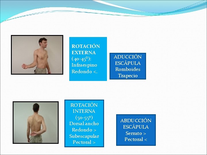 ROTACIÓN EXTERNA (40 -45⁰): Infraespino Redondo <. ROTACIÓN INTERNA (50 -55º) Dorsal ancho Redondo