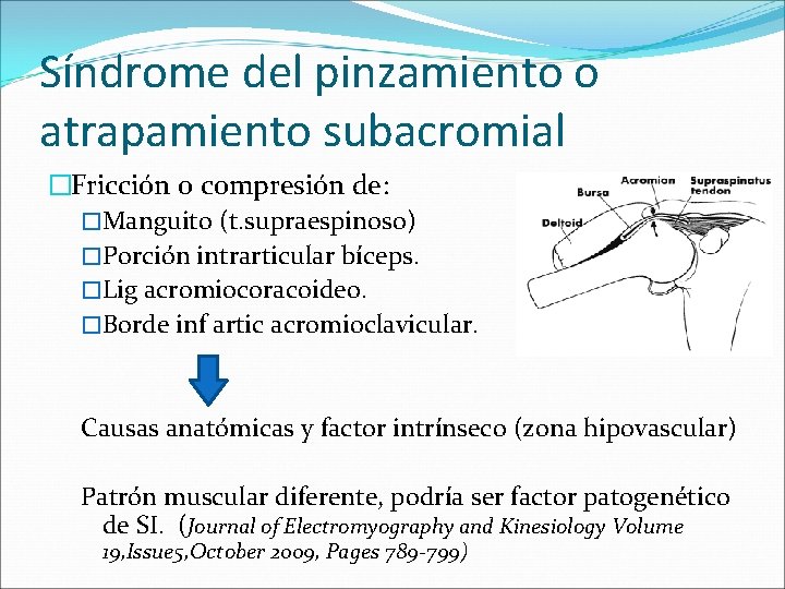 Síndrome del pinzamiento o atrapamiento subacromial �Fricción o compresión de: �Manguito (t. supraespinoso) �Porción