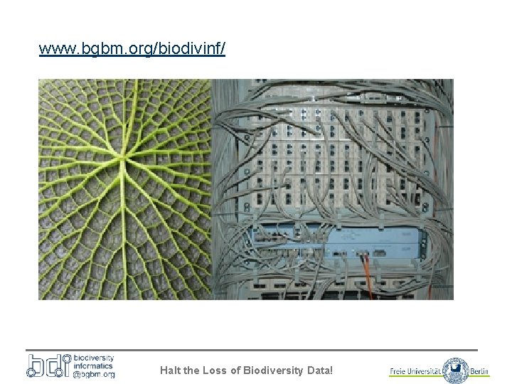 www. bgbm. org/biodivinf/ Halt the Loss of Biodiversity Data! 