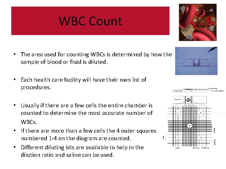 WBC Count • The area used for counting WBCs is determined by how the