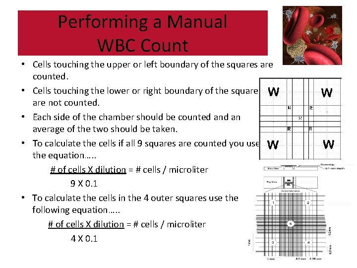 Performing a Manual WBC Count • Cells touching the upper or left boundary of