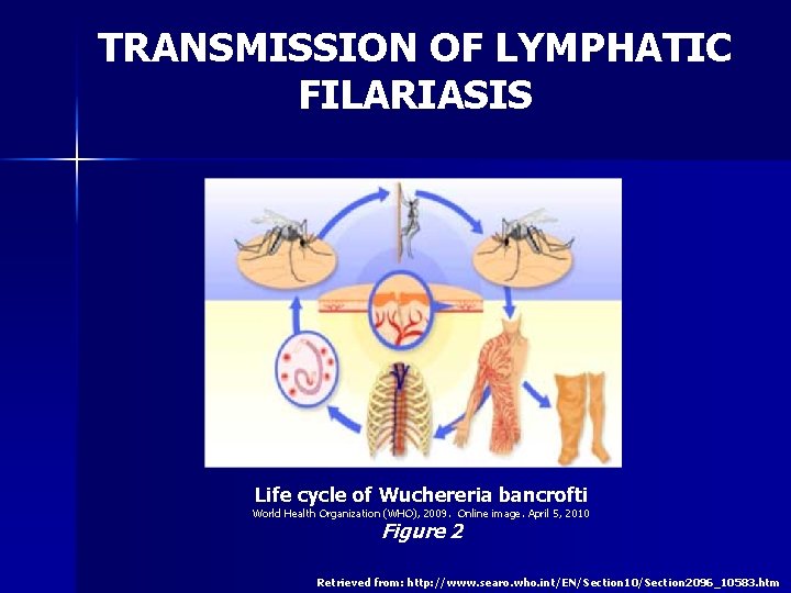 TRANSMISSION OF LYMPHATIC FILARIASIS Life cycle of Wuchereria bancrofti World Health Organization (WHO), 2009.