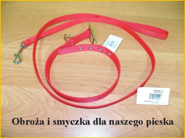 Obroża i smyczka dla naszego pieska 