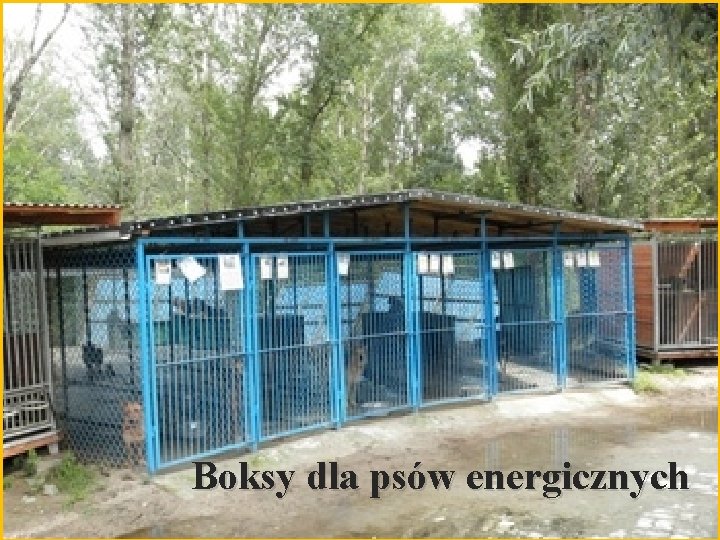Boksy dla psów energicznych 