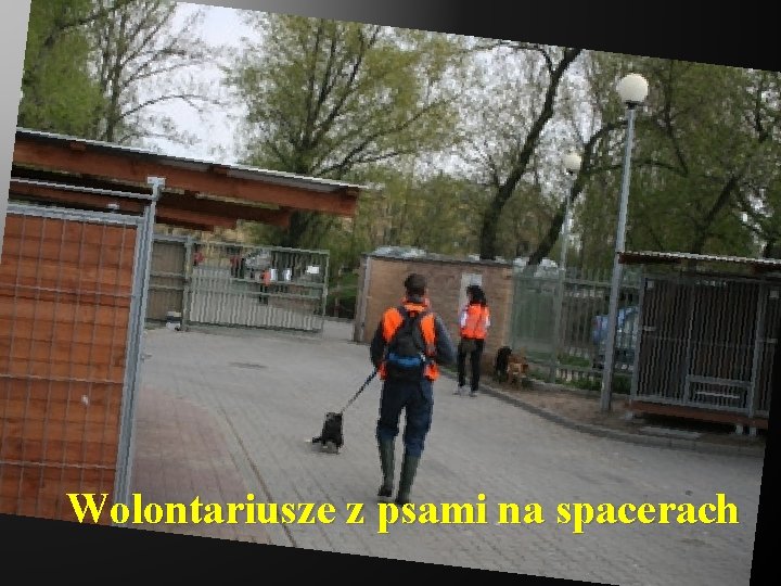 Wolontariusze z psami na spacerach 