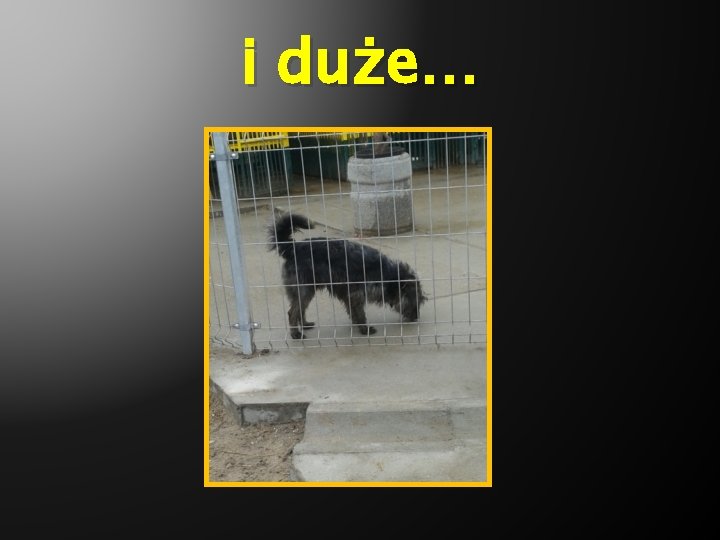 i duże… 