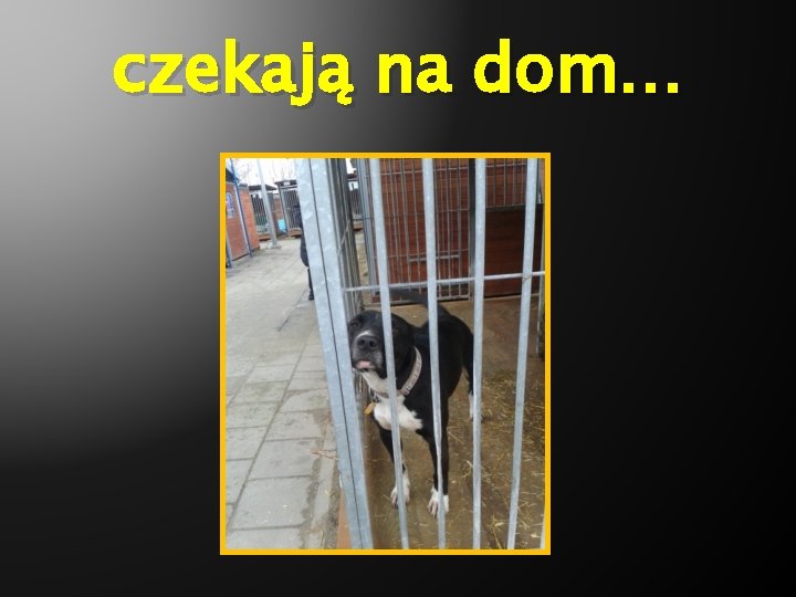 czekają na dom… 