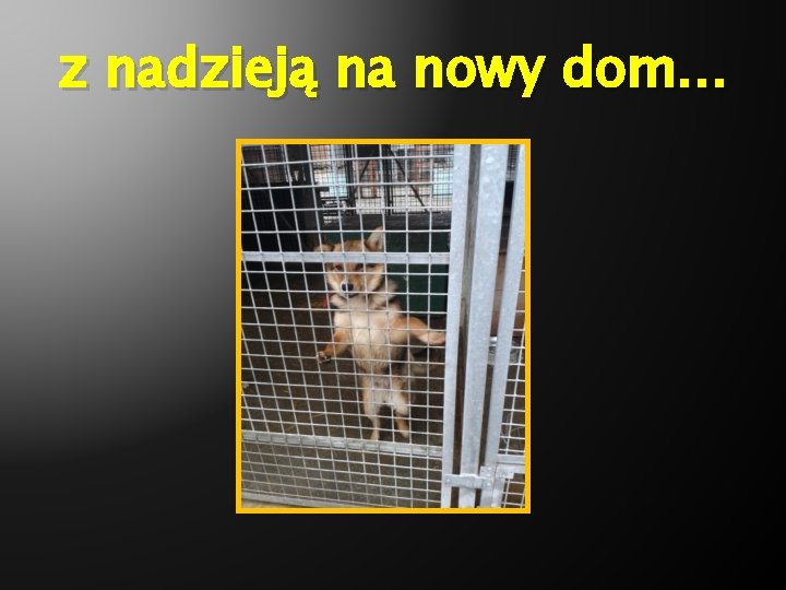 z nadzieją na nowy dom… 