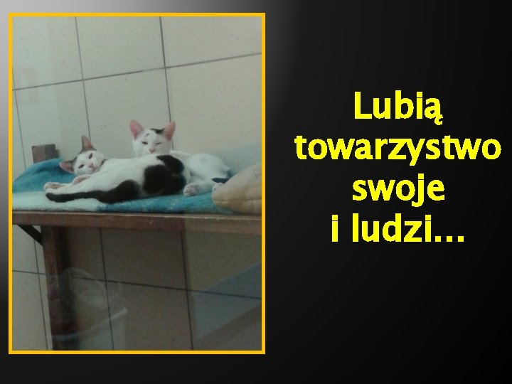 Lubią towarzystwo swoje i ludzi… 