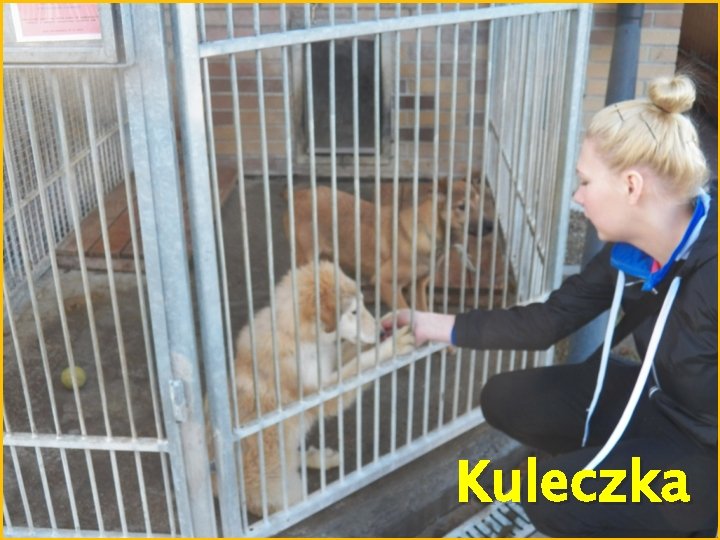 Kuleczka 