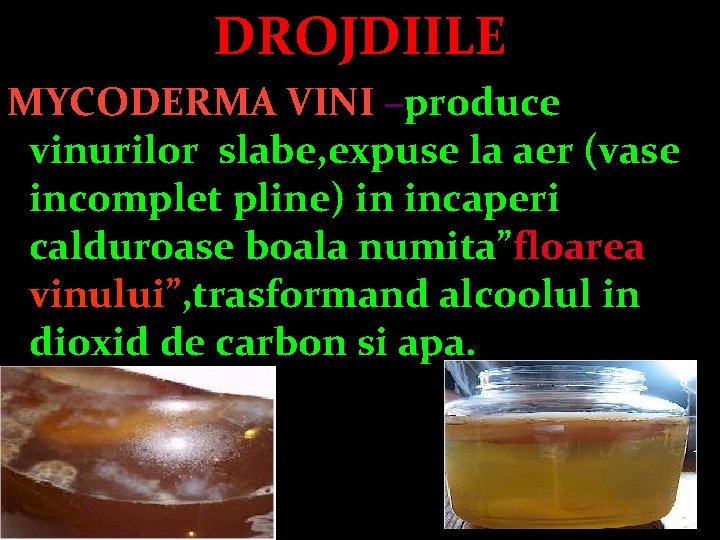 DROJDIILE MYCODERMA VINI –produce vinurilor slabe, expuse la aer (vase incomplet pline) in incaperi