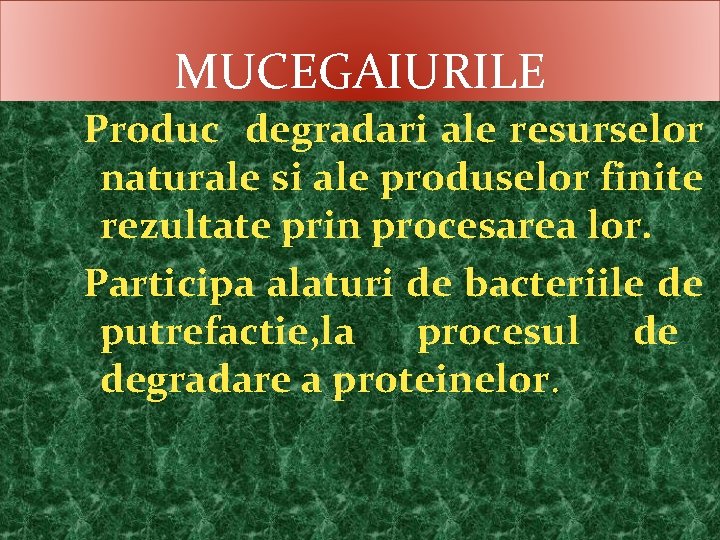 MUCEGAIURILE Produc degradari ale resurselor naturale si ale produselor finite rezultate prin procesarea lor.