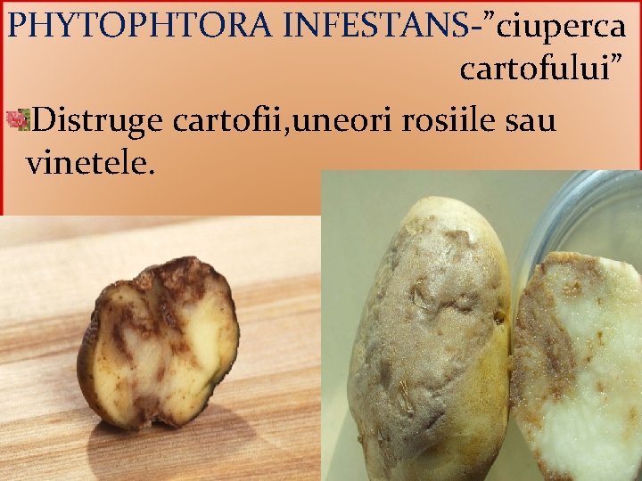 PHYTOPHTORA INFESTANS-”ciuperca cartofului” Distruge cartofii, uneori rosiile sau vinetele. 