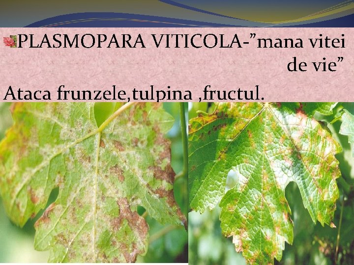 PLASMOPARA VITICOLA-”mana vitei de vie” Ataca frunzele, tulpina , fructul. 