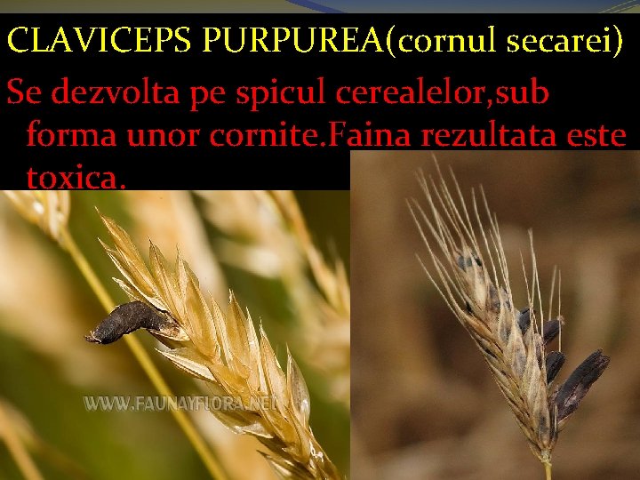 CLAVICEPS PURPUREA(cornul secarei) Se dezvolta pe spicul cerealelor, sub forma unor cornite. Faina rezultata